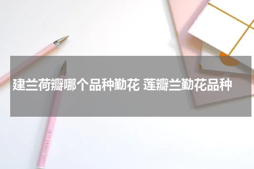 建兰荷瓣哪个品种勤花 莲瓣兰勤花品种