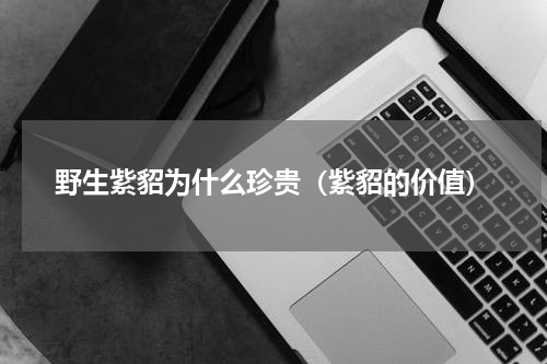 野生紫貂为什么珍贵（紫貂的价值）