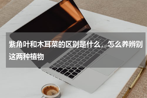 紫角叶和木耳菜的区别是什么，怎么养辨别这两种植物