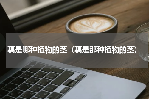 藕是哪种植物的茎（藕是那种植物的茎）