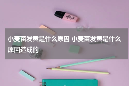 小麦苗发黄是什么原因 小麦苗发黄是什么原因造成的
