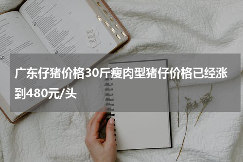 广东仔猪价格30斤瘦肉型猪仔价格已经涨到480元/头