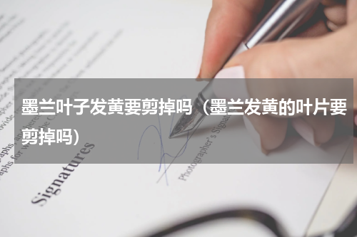 墨兰叶子发黄要剪掉吗（墨兰发黄的叶片要剪掉吗）
