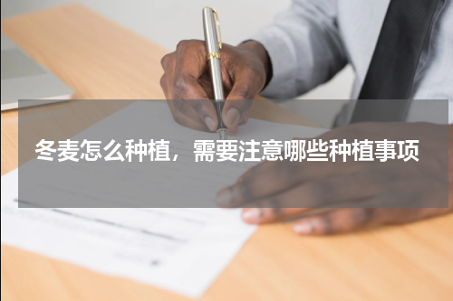 冬麦怎么种植，需要注意哪些种植事项