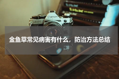金鱼草常见病害有什么，防治方法总结