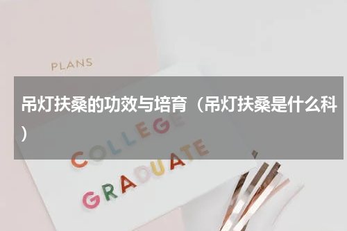 吊灯扶桑的功效与培育（吊灯扶桑是什么科）