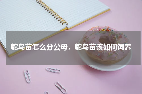 鸵鸟苗怎么分公母，鸵鸟苗该如何饲养