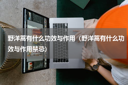 野洋蒿有什么功效与作用（野洋蒿有什么功效与作用禁忌）
