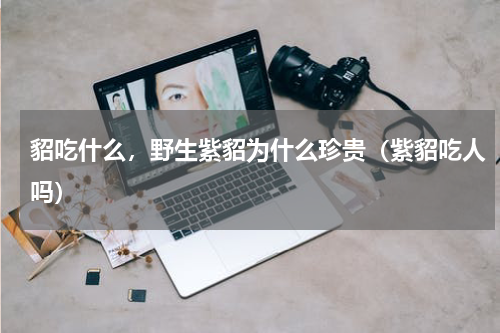 貂吃什么，野生紫貂为什么珍贵（紫貂吃人吗）