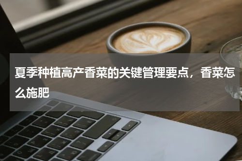 夏季种植高产香菜的关键管理要点，香菜怎么施肥