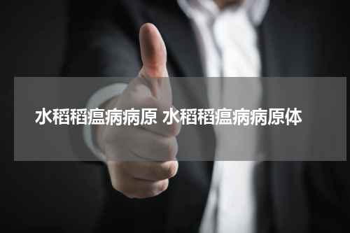 水稻稻瘟病病原 水稻稻瘟病病原体