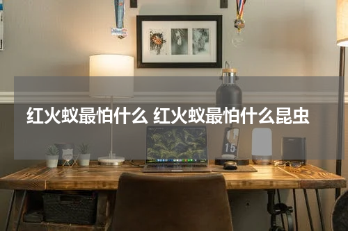 红火蚁最怕什么 红火蚁最怕什么昆虫