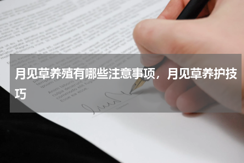 月见草养殖有哪些注意事项，月见草养护技巧