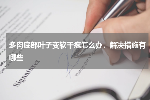 多肉底部叶子变软干瘪怎么办，解决措施有哪些