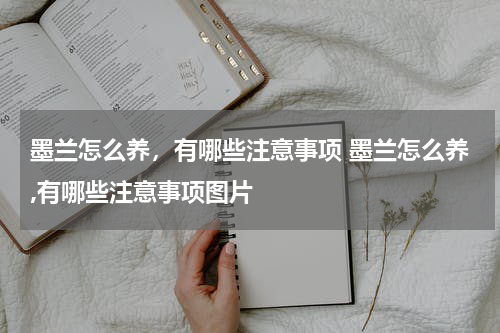 墨兰怎么养，有哪些注意事项 墨兰怎么养,有哪些注意事项图片