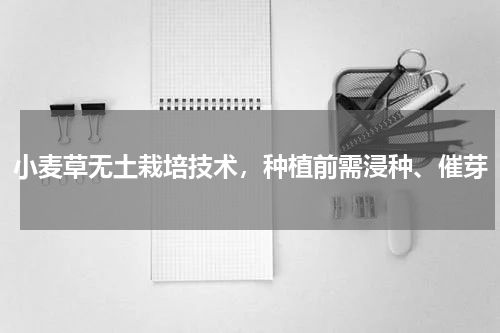 小麦草无土栽培技术，种植前需浸种、催芽