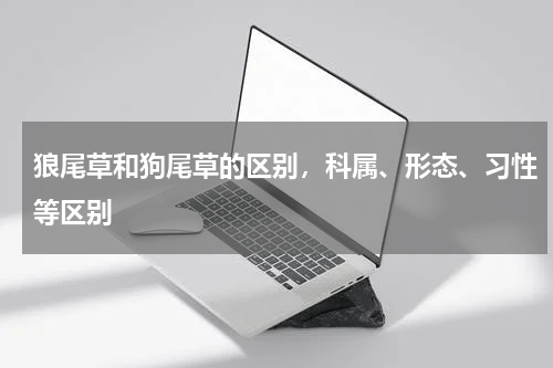 狼尾草和狗尾草的区别，科属、形态、习性等区别