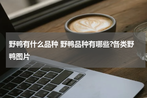 野鸭有什么品种 野鸭品种有哪些?各类野鸭图片
