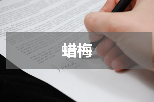 蜡梅