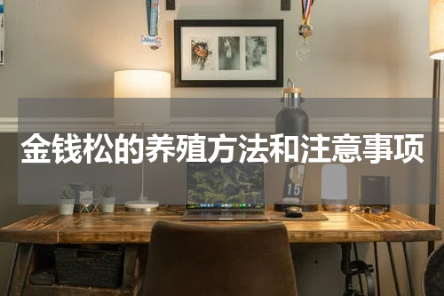 金钱松的养殖方法和注意事项