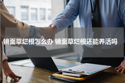 镜面草烂根怎么办 镜面草烂根还能养活吗