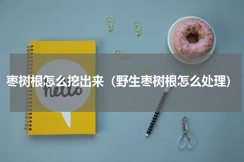 枣树根怎么挖出来（野生枣树根怎么处理）