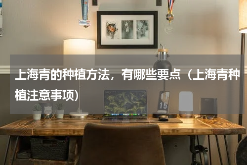 上海青的种植方法，有哪些要点（上海青种植注意事项）