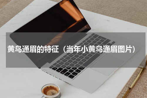 黄鸟通眉的特征（当年小黄鸟通眉图片）
