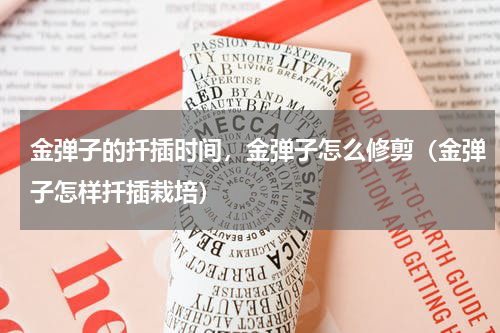 金弹子的扦插时间，金弹子怎么修剪（金弹子怎样扦插栽培）