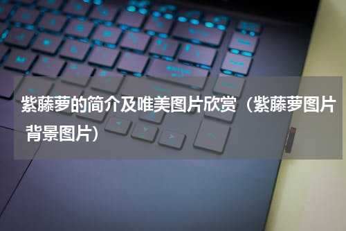 紫藤萝的简介及唯美图片欣赏（紫藤萝图片 背景图片）