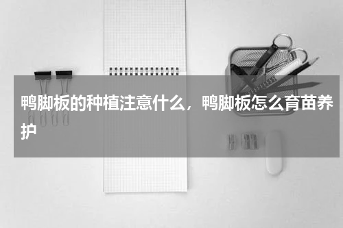 鸭脚板的种植注意什么，鸭脚板怎么育苗养护