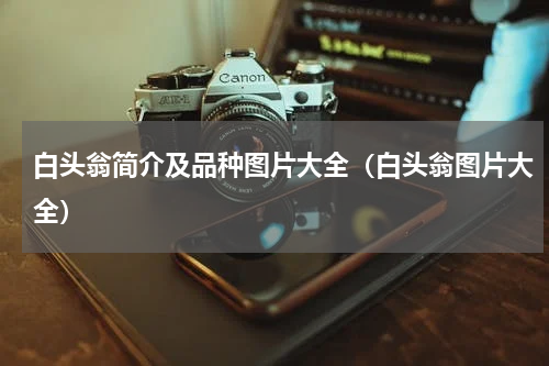 白头翁简介及品种图片大全（白头翁图片大全）
