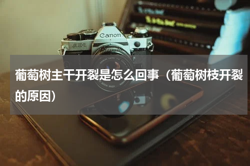葡萄树主干开裂是怎么回事（葡萄树枝开裂的原因）