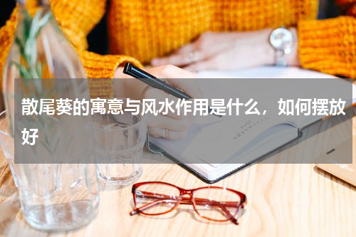 散尾葵的寓意与风水作用是什么，如何摆放好