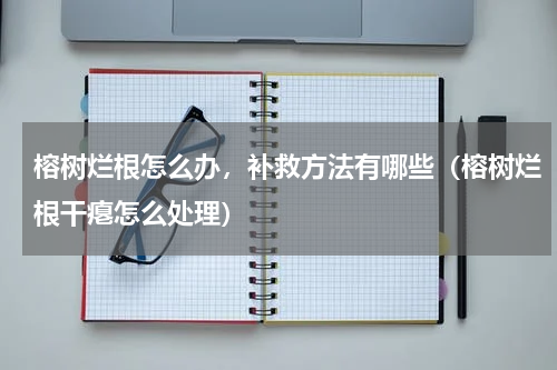 榕树烂根怎么办，补救方法有哪些（榕树烂根干瘪怎么处理）