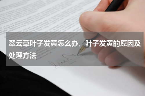 翠云草叶子发黄怎么办，叶子发黄的原因及处理方法