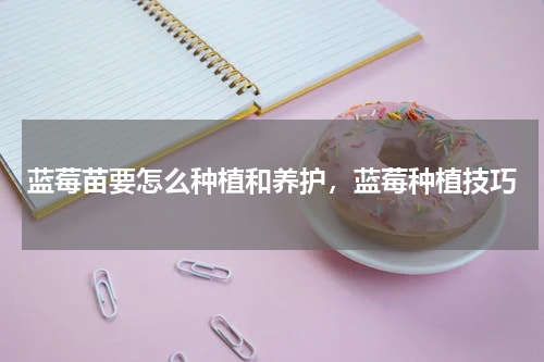 蓝莓苗要怎么种植和养护，蓝莓种植技巧