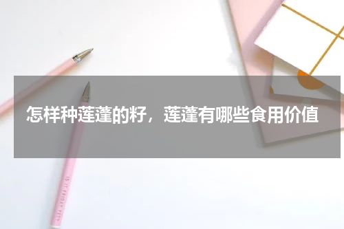 怎样种莲蓬的籽，莲蓬有哪些食用价值