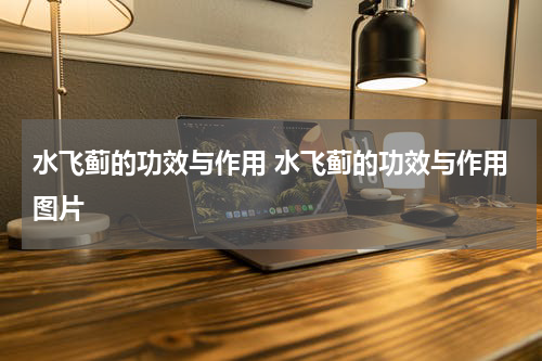 水飞蓟的功效与作用 水飞蓟的功效与作用图片