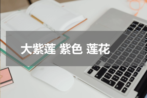 大紫莲 紫色 莲花