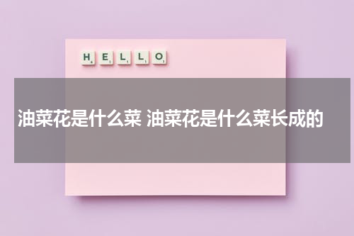 油菜花是什么菜 油菜花是什么菜长成的