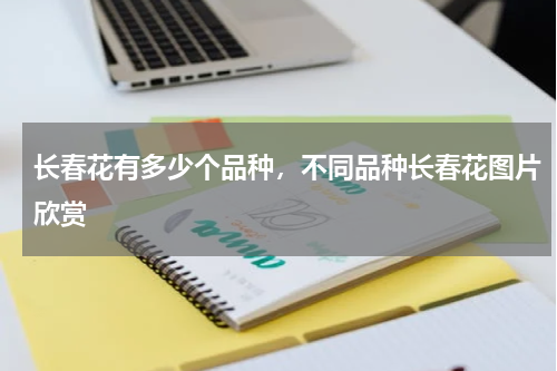 长春花有多少个品种，不同品种长春花图片欣赏