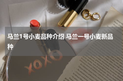 马兰1号小麦品种介绍 马兰一号小麦新品种