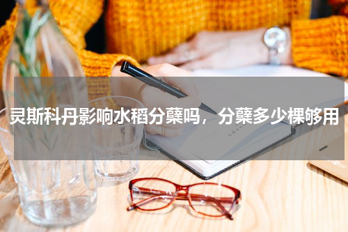 灵斯科丹影响水稻分蘖吗，分蘖多少棵够用
