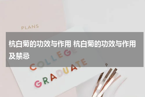 杭白菊的功效与作用 杭白菊的功效与作用及禁忌