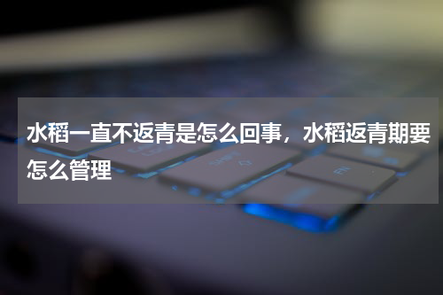 水稻一直不返青是怎么回事，水稻返青期要怎么管理
