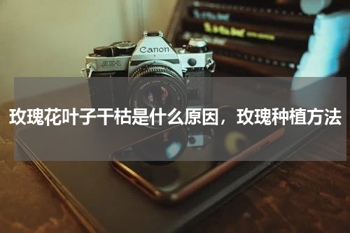 玫瑰花叶子干枯是什么原因，玫瑰种植方法