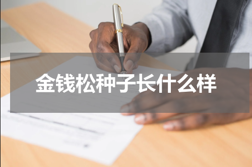 金钱松种子长什么样
