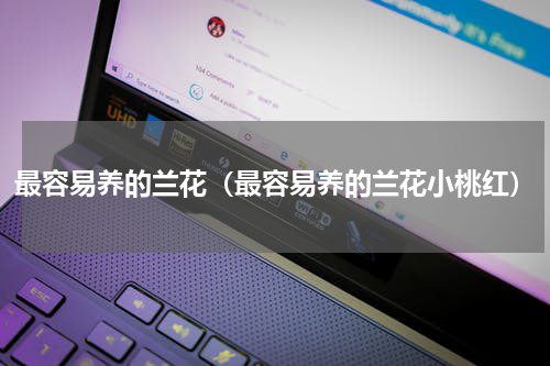 最容易养的兰花（最容易养的兰花小桃红）