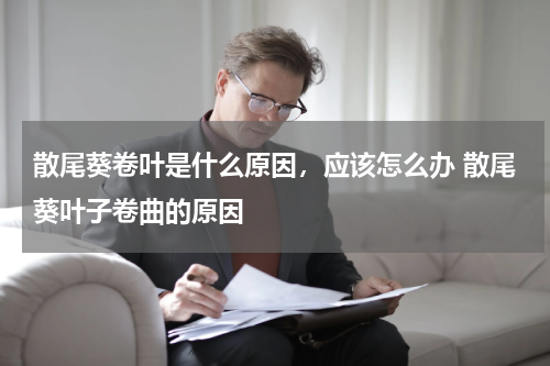 散尾葵卷叶是什么原因，应该怎么办 散尾葵叶子卷曲的原因